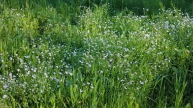 Yumuşak güneş ışığı altında küçük kır çiçekleriyle dolu yemyeşil bir çayır huzurlu ve doğal bir atmosfer yaratıyor. Bahar ya da yaz manzarasının mükemmel bir temsili.
