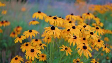 Top view of beautiful yellow daisies and green leaves. Flowers and leaves sway in the wind. The evening sun illuminates the flowers.