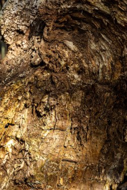 Zengin doku ve katmanlara sahip bir ağaç kabuğunun yakın çekimi, doğal çürüme ve organik desenler gösteriyor. Güneş ışığı, yıpranmış ahşap yüzeyin karmaşık detaylarını vurgular.