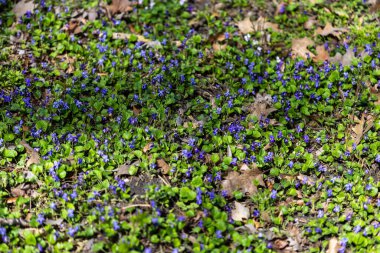Fotoğrafta yeşil yaprakların arasında büyüyen canlı mor menekşeler görülüyor. Güneş ışığı yaprakların ve yaprakların üzerine ışık saçıyor. Kuru bir yaprak ve dallar dağılmış..