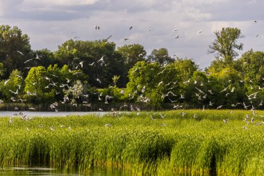 Birçok martı göllerde, nehirlerde ve kanallarda balık avlar. Martılar suyun üzerinde uçar. Martılar zarif bir şekilde suyun yüzeyinde süzülür, kanatları dalgalanan dalgaların üzerinde narin gölgeler bırakır..