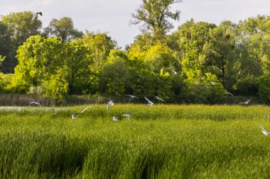 Birçok martı göllerde, nehirlerde ve kanallarda balık avlar. Martılar suyun üzerinde uçar. Martılar zarif bir şekilde suyun yüzeyinde süzülür, kanatları dalgalanan dalgaların üzerinde narin gölgeler bırakır..