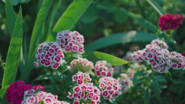 Parlak kırmızı çiçekler, beyaz papatyalar ve yemyeşil yaprakların güneş ışığında güneşlendiği canlı bir bahçe sahnesi, doğal bir ortamda doku ve renklerin karışımını sergiliyor..