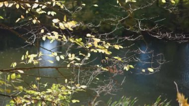 Sarı-yeşil yapraklı günışığı dalları sakin, karanlık bir göl üzerinde uzanıyor. Suda hafif yansımalar parıldıyor, sakin ve sakin bir atmosfer yaratıyor..