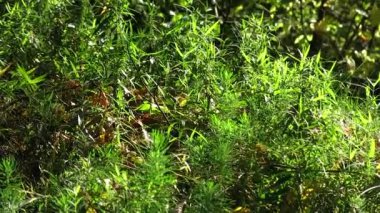 Yeşilin yemyeşil çimlerin ve bitkilerin doğal orman arka planına sahip güneş ışığıyla aydınlatılmış yakın görüntüsü. Canlı bitki örtüsü canlı ve taze bir açık hava manzarası yaratır..
