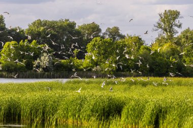 Birçok martı göllerde, nehirlerde ve kanallarda balık avlar. Martılar suyun üzerinde uçar. Martılar zarif bir şekilde suyun yüzeyinde süzülür, kanatları dalgalanan dalgaların üzerinde narin gölgeler bırakır..