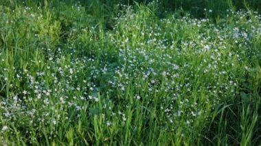 Yumuşak güneş ışığı altında küçük kır çiçekleriyle dolu yemyeşil bir çayır huzurlu ve doğal bir atmosfer yaratıyor. Bahar ya da yaz manzarasının mükemmel bir temsili.