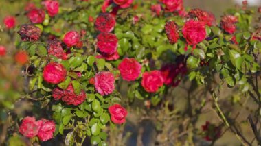 Yeşil yapraklarla çevrili solgun çiçeklerle karışık parlak kırmızı güller, güzel bir dengeyi yakalıyor ve sakin bir bahçenin sıcak güneş ışığı altında çürüyor..