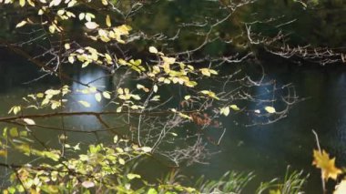 Sarı-yeşil yapraklı günışığı dalları sakin, karanlık bir göl üzerinde uzanıyor. Suda hafif yansımalar parıldıyor, sakin ve sakin bir atmosfer yaratıyor..