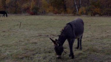 Arka planda sonbahar yaprakları olan bir tarlada otlayan bir eşek. Sarı ve turuncu yapraklı ağaçlarla çevrili başka bir eşek daha görünüyor. Çimen tarlası huzurlu ve kırsal görünüyor