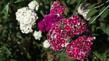 Video, verimli yeşil bir bahçede açan canlı pembe ve beyaz çiçekleri, güneş ışığının zengin renklerini ve ayrıntılarını artırmasıyla sergiliyor. Sahne sakin, doğal ve yaz güzellikleriyle dolu..