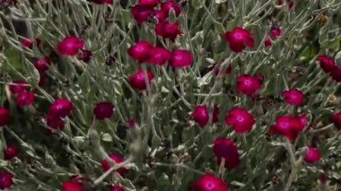 Videoda yeşil bir bahçede açan koyu mor merkezli narin kırmızı çiçekler yer alıyor. Güneş ışığı canlı yaprakları ve gür yaprakları vurgular, dingin ve doğal bir yaz sahnesi yaratır..