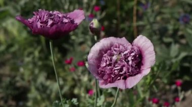 Video, verimli yeşil bir bahçede açan canlı mor çiçekleri, güneş ışığının zengin renklerini ve ayrıntılarını artırmasıyla sergiliyor. Sahne sakin, doğal ve yaz güzellikleriyle dolu..