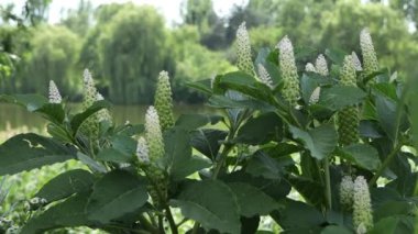 Canlı bir bahçe sahnesi, yemyeşil bitkiler ve uzun beyaz çiçek dikenleri ile, yumuşak odaklı bir arka plan üzerine kurulmuş ağaçlar, sakin bir su gövdesi, ve sıcak güneş ışığı altında uzak evler.