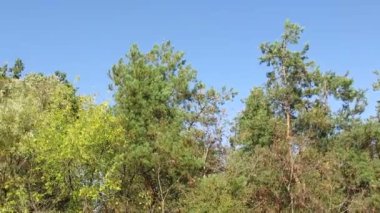 Açık mavi gökyüzünün altında uzun yeşil çam ağaçlarının olduğu huzurlu bir doğa sahnesi. Güneş ışığı canlı yeşillikleri vurgular, sakin ve sakin bir açık hava atmosferi yaratır..