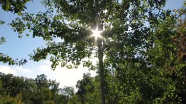 Bereketli yeşil yaprakları olan canlı bir ağaç, güneş ışığı dalları arasında bir yıldız patlaması etkisi yaratırken dimdik ayakta duruyor. Arkaplanda parlak mavi bir gökyüzü ve orman manzarası var..