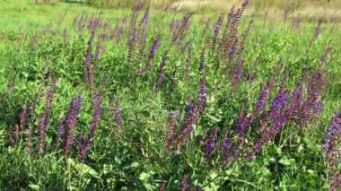 Video, parlak güneş ışığı altında hafifçe sallanan uzun mor kır çiçekleriyle dolu yemyeşil bir çayırı gösteriyor, huzurlu ve canlı bir yaz manzarası yaratıyor..