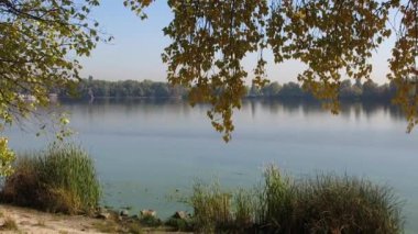 Önplanda sarı sonbahar yaprakları ve sazlıklar ile çerçevelenmiş sakin bir nehir manzarası. Ağaçlar, berrak mavi gökyüzünün altındaki uzak kıyılarda, barışçıl bir atmosfer yaratıyor..