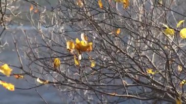 Videoda ince ağaç dalları ve dağınık sarı sonbahar yaprakları görülüyor, yavaşça sallanıyor. Güneş ışığı süzülerek yaprakları yumuşak bir düşme atmosferine vurgular..