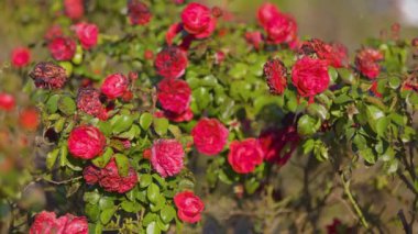 Yeşil yapraklarla çevrili solgun çiçeklerle karışık parlak kırmızı güller, güzel bir dengeyi yakalıyor ve sakin bir bahçenin sıcak güneş ışığı altında çürüyor..