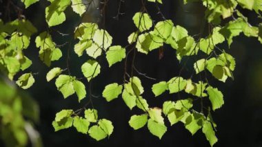 İnce dallarda canlı yeşil yaprakların yakın çekimi, güneş ışığıyla aydınlatılmış, bulanık doğal bir arka plan, sakin ve sakin bir atmosfer yaratıyor..