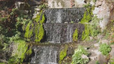 Küçük çağlayan şelale, yemyeşil bitkiler ve dağınık sonbahar yapraklarıyla çevrili yosun kaplı kayaların üzerinden akar. Huzurlu sahne doğal güneş ışığıyla yıkanır..