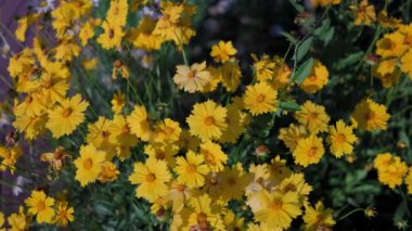 Top view of beautiful yellow daisies and green leaves. Flowers and leaves sway in the wind. The evening sun illuminates the flowers.