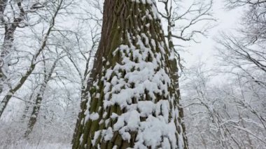 Karla kaplı bir ağaç gövdesine yakın plan, bulutlu kış gökyüzüne doğru uzanan çıplak dallar, dingin, soğuk bir orman manzarası yaratır..