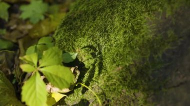 Yeşil ve sarı yapraklarla çevrili yosun kaplı bir kayanın yakın çekimi. Sahne yosun ve doğal orman zemininin dokusunu vurguluyor..