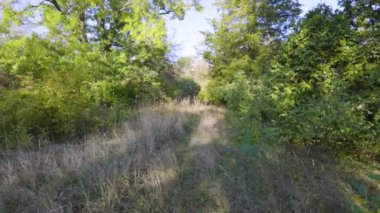 Etrafı yemyeşil ağaçlar ve uzun otlarla çevrili sessiz bir orman yolu. Güneş ışığı yaprakların arasından süzülür, yumuşak gölgeler bırakır ve sakin, doğal bir atmosfer yaratır..