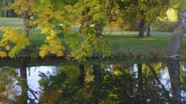 Sarı-yeşil yapraklı günışığı dalları sakin, karanlık bir göl üzerinde uzanıyor. Suda hafif yansımalar parıldıyor, sakin ve sakin bir atmosfer yaratıyor..