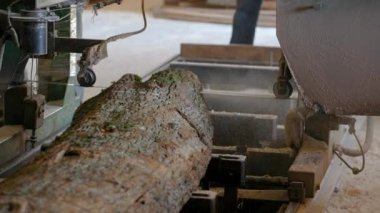 Bıçkıhanede, bir testere kahverengi ahşap keser. Ağaç kabuğu ve eski paslı testere. Yakın plan. Kereste fabrikasında çalış. Tahta ve odun parçalarından toz uçar.