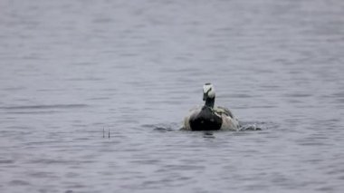 Siyah ve beyaz bir su kuşu zarif bir şekilde sakin bir gölü yüzerek geçer. Huzurlu su, ilerlerken kuşun etrafında dalgalanır. Huzurlu ve doğal bir manzara yaratır..