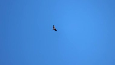 Görkemli bir yırtıcı kuş, açık mavi gökyüzünde zarifçe süzülür. Kanatları, avını aramak için zahmetsizce süzülürken doğanın hava avcılarının güzelliğini gözler önüne serer..