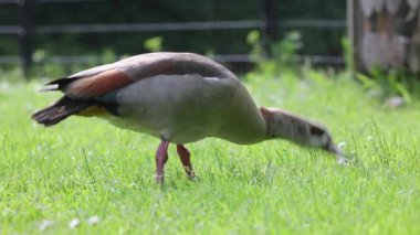 Güneşli bir açık havada yemyeşil çimlerde otlayan Mısırlı bir kazın yakın çekimi. Kuş, çevresi barışçıl ve doğal bir çevreyle çevriliyken sakince beslenir..