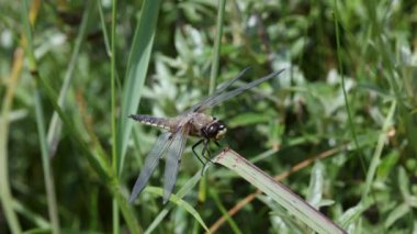 Bir yusufçuk sineğinin yakın çekimi bir çimen yaprağına tünemiş, karmaşık kanatları ve güneş ışığında parlayan detaylı vücudu. Canlı yeşil arka plan böceğin ve doğanın güzelliğini vurgular..
