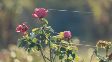 Yumuşak güneş ışığında ince örümcek ağları ve yapraklarla çevrili narin pembe güller. Arka planda ılık, bulanık renklerle, barışçıl ve romantik bir atmosfer yaratan rüya gibi bir bokeh etkisi var..