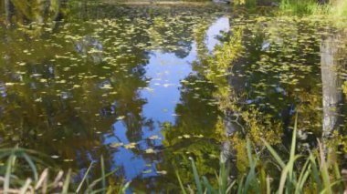 Ağaçların yansımaları ve gökyüzünün dağınık sarı yapraklarla kaplı olduğu sakin bir gölet. Çimenler ön plandaki sahneyi çerçeveler, manzaraya derinlik ekler.