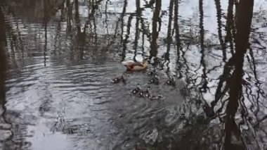 Bir ördek ailesi sakin bir gölette huzur içinde yüzer. Yansımaları dalgalı suda parıldar. Huzurlu sahne, yüzeyde yansıyan çıplak ağaç dallarıyla çevrilidir..