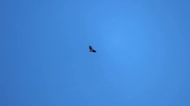 Yalnız bir kuş zarif bir şekilde süzülür uçsuz bucaksız mavi gökyüzünde, kanatları, sakin ve sakin bir atmosferde zahmetsizce süzülürken genişçe yayılır..