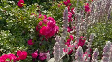 Pembe güllerle dolu canlı bir bahçe ve güneş ışığı altında uzun gümüşi yeşil bitkiler, doğanın güzelliğini ve renkli çiçeklerin ve yeşilliğin uyumunu sergiliyor..