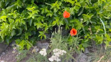 Bereketli yeşil yapraklar ve yabani bitkilerle çevrili canlı kırmızı gelincik çiçeklerinin yakın görüntüsü, huzurlu ve huzurlu bir ortamda doğanın güzelliğini yakalıyor..