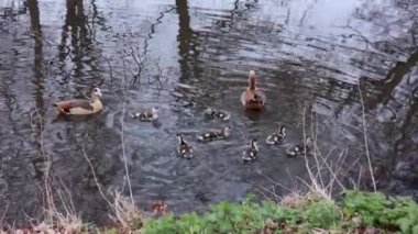 Bir ördek ailesi sakin bir gölette huzur içinde yüzer. Yansımaları dalgalı suda parıldar. Huzurlu sahne, yüzeyde yansıyan çıplak ağaç dallarıyla çevrilidir..