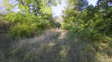 Etrafı yemyeşil ağaçlar ve uzun otlarla çevrili sessiz bir orman yolu. Güneş ışığı yaprakların arasından süzülür, yumuşak gölgeler bırakır ve sakin, doğal bir atmosfer yaratır..