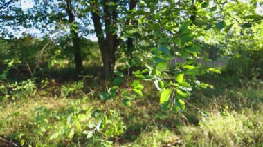Güneşli bir ormanda ağaçlar ve çimlerle çevrili bir dalda sallanan yeşil yaprakların huzurlu bir görüntüsü. Canlı yeşillik huzurlu ve doğal bir atmosfer yaratır..