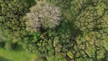 Yemyeşil bir ormanın büyüleyici tepeden tırnağa havadan görünüşü, yoğun yapraklar ve yapraksız ağaçların karışımını sergiliyor, doku ve renklerde güzel bir kontrastlık yaratıyor..