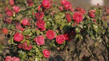 Yeşil yapraklarla çevrili solgun çiçeklerle karışık parlak kırmızı güller, güzel bir dengeyi yakalıyor ve sakin bir bahçenin sıcak güneş ışığı altında çürüyor..