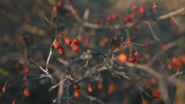 Küçük kırmızı böğürtlenli bir çalı rüzgarda hafifçe sallanıyor. Bulanık arka plan böğürtlen ve dalların doğal güzelliğini vurguluyor, sakin bir sonbahar atmosferini çağrıştırıyor.