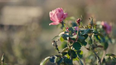 Yapraklar ve ince örümcek ağlarıyla çevrili yumuşak güneş ışığında narin pembe bir gül. Arka planda ılık, bulanık renklerle, barışçıl ve romantik bir atmosfer yaratan rüya gibi bir bokeh etkisi var..