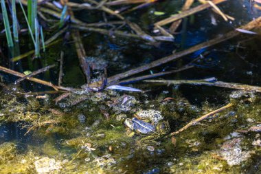 Küçük bir kurbağa, su yosunları ve gölette yüzen döküntülerin arasında kamufle olarak oturur. Su yeşil ve mavi renkleri yansıtır, sazlıklar ve sopalar yüzeye dağılır, doğal bir habitat sahnesi yaratır..